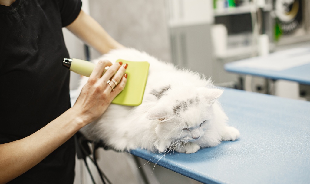 Регулярный груминг — залог чистоты дома